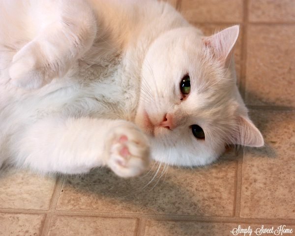 Sugar cat on floor