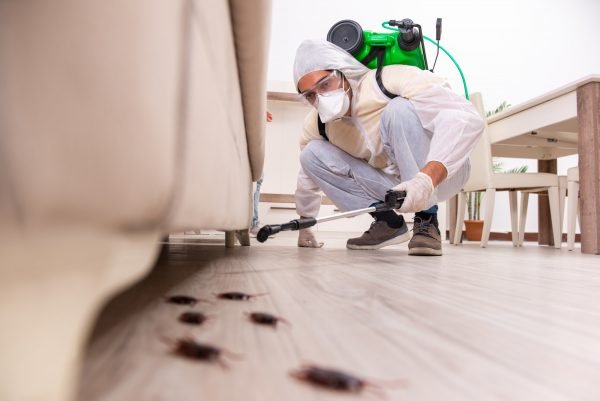 The Top Reasons To Choose A Pest Control Expert For Your Extermination  Needs - Simply Sweet Home